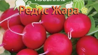 Редис обыкновенный Жара (zhara) ? обыкновенный редис Жара обзор: как сажать, семена редиса Жара