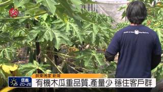 新埤木瓜盛產價跌 有機農生意沒影響 2015-06-11 TITV 原視新聞