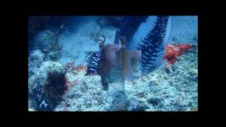 2016 Bonaire FSDA Video Contest-Open