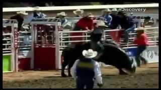Бык бодает ковбоя | Bull gores a cowboy