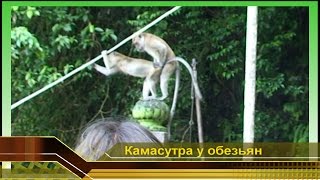 Камасутра у Обезьян. Обезьяны тоже очень любят секс. Отдых Малайзия Куала Лумпур Спаривание животных