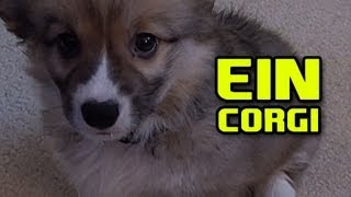 Ein The Puppy CORGI ft. Going up the steps attempt