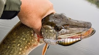 Кренки ZipBaits B-Switcher 2.0 и 4.0. Лучшие воблеры для ловли щуки