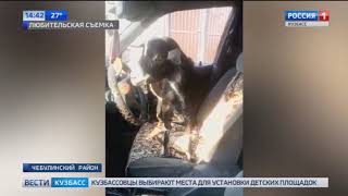 Видео: козел сел за руль легковой машины в Кузбассе