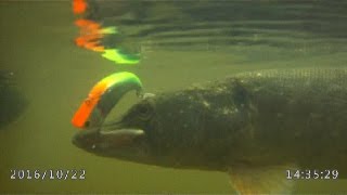 SMITH Super Misty SP - раттлин для пассивной щуки.Pike Fishing.