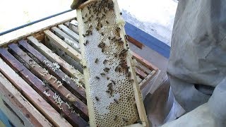 Пчелы не идут в магазин ЧТО НУЖНО ДЕЛАТЬ