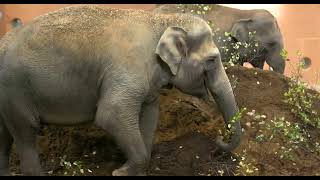 Elephants Exploring New Space - Cincinnati Zoo