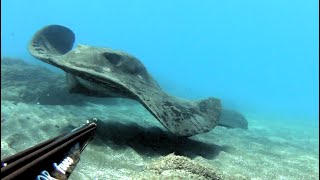 enero pesca submarina Fuerteventura gastronómica spearfishing20