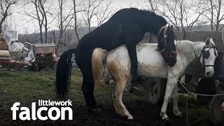 Horse mating - parenje konja