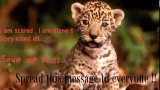 ANIMAL ABUSE - who really cares? (WARNING DISTURBING CONTENT)