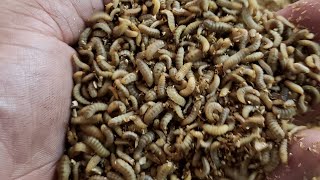 Unboxing 50,000 maggots (Black Soldier Fly Larva)