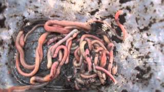 Эйсения Фетида и Канадский Выползок (Allolobophora longa) у ворот Vee Värk. 14.04.2012