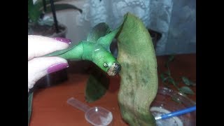 Орхидея реанимашка -без корней.Помогаю выжить орхидеям которые выбрасывают в магазинах.