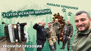 Вся правда о сборе кедровых шишек в Приморье