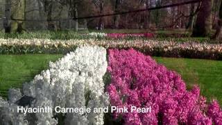 Hyacinth Carnegie & Pink Pearl - Hyacinth Bulbs from Holland