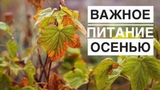 Чем, обязательно, нужно подкормить осенью смородину?
