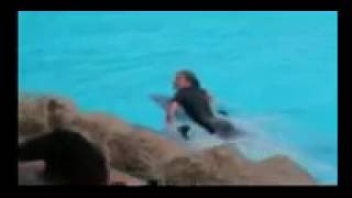 Funny Videos ★ Wonderful  Dolphin Sex Stage Full Dance Is World