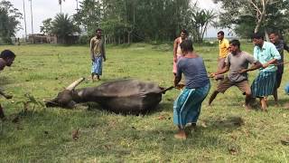 Buffalo castration in village