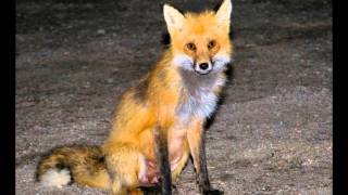 crying fox.