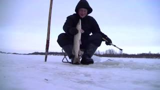 ЩУКИ ИЗ АМУРА.
