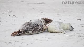 Female Grey seal playing with pup on a beach, tickling, Heligoland