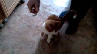 кот под действием конопли