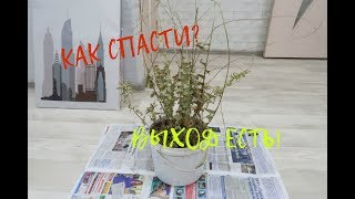 Как спасти почти засохшее растение? ВЫХОД есть