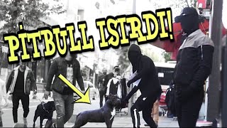 SOKAKTA CANSIZ MANKEN ŞAKASI ! ( Pitbull Saldırdı! )