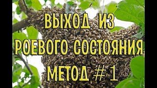 Роение| Семьи вошли в роевое состояние 20 мая 2017| Метод № 1 (Налет на маточник)