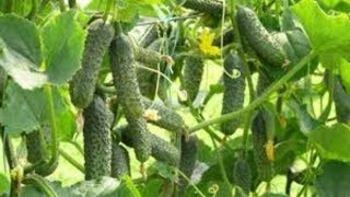 Огурец  Будет  Плодоносить Постоянно  до Заморозка если Применять Очень эффективный препарат Viva