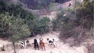 ΕΚΠΑΙΔΕΥΤΙΚΟ ΣΕ ΑΓΡΙΟΓΟΥΡΟΥΝΑ ΠΑΤΡΑ 6/4/2013 1