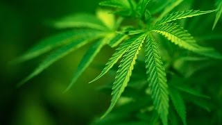 Польза каннабиса / Benefit cannabis