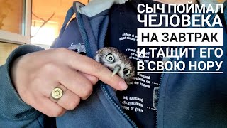 Сова сыч Лучик Зла стал большим всамделишным Лучом. Нашему комочку пыли исполнился целый год