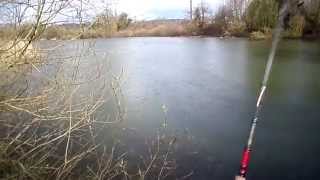 brochet au tiny buster perroquet
