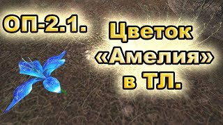 Цветок Амелия в Темной Лощине. ОП-2.1.