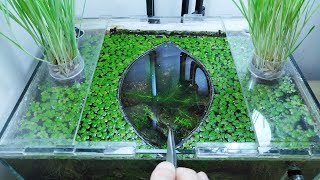 Ep.9 Cat Grass Betta Tank (Kartoffel Girlfriend Test) No filter, No CO2, NO ferts Nano Tank