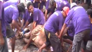 sapi 3   Sapi Qurban Ngamuk