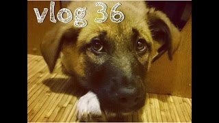 Vlog #36 У собаки цистит =(