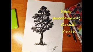 Урок рисования.Рисуем сосну.Уголь.