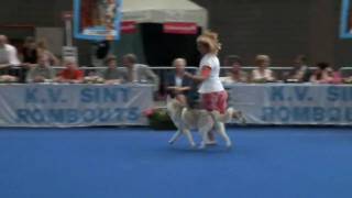 Best In Show Siberian Husky (Dysco)