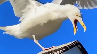 Woman opens a café for special needs seagull