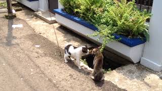 catfight