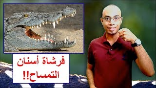 نفع وأستنفع - علاقات المنفعة في الحيوانات Mutualism