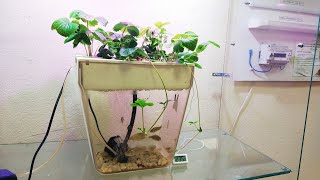 Аквапоника растения и рыбы в одной экосистеме