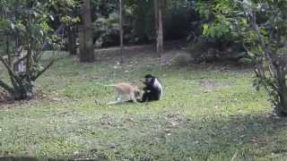 Fight Black-and-white Colobus Vs. Patas Monkey (Singapore Zoo) / Бой Колобуса с Мартышкой-гусаром