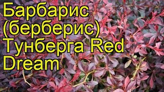 Барбарис тунберга Ред Дрим. Краткий обзор, описание характеристик berberis thunbergii Red Dream
