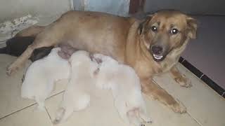 Ketika seekor induk anjing menyusui anaknya.. itukah cinta?