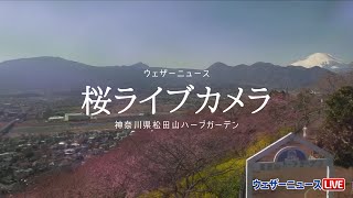 【桜ライブカメラ】神奈川 松田山ハーブガーデン／ウェザーニュース