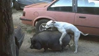 СМЕШНЫЕ ЖИВОТНЫЕ КОТОРЫЕ ПЕРЕШЛИ ВСЕ ГРАНИЦЫ