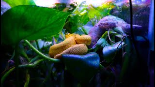 Bothriechis Schlegelii  0.2 Live feeding   Venomous - Snake